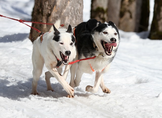 deportes de invierno caninos