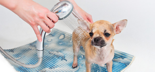 Cada cuánto hay que bañar a un perro? - El blog de Arion