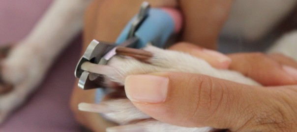 hoja lechuga Provisional Por qué hay que arreglar las uñas de los perros?