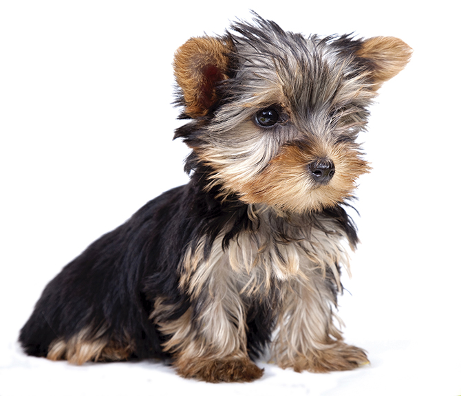 10 tipos de corte de pelo para un yorkshire terrier