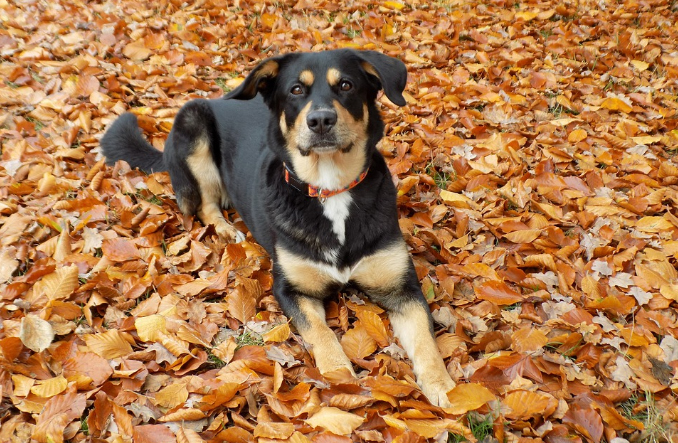 Cuidados del perro en otoño: muda del pelo y bajadas de defensas