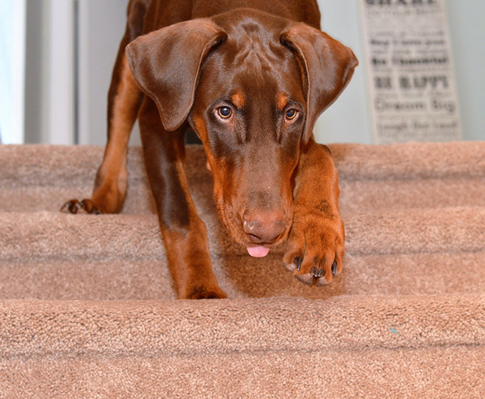 Tu perro a las escaleras?