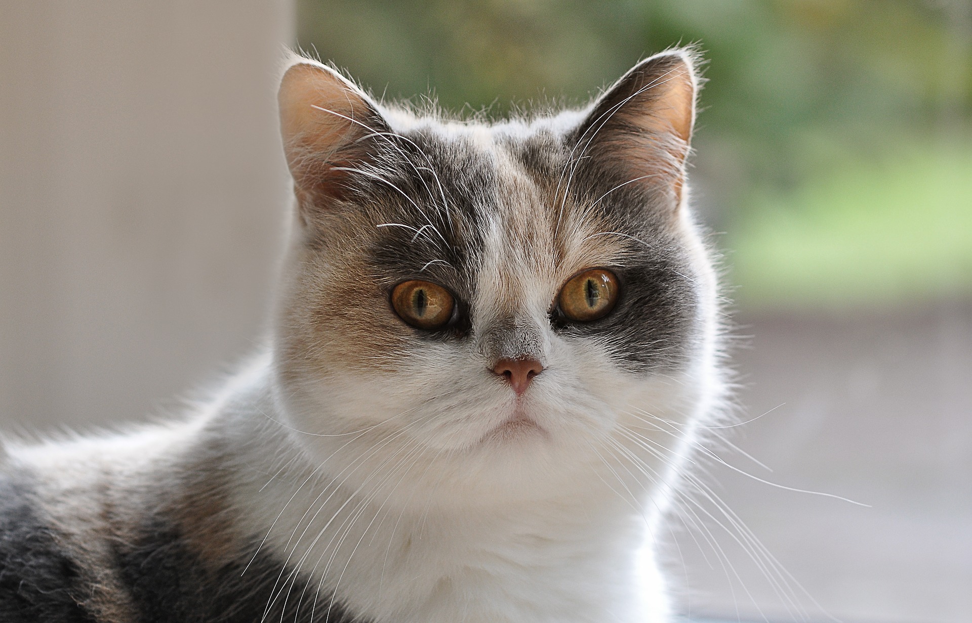 Por qué todos los gatos tricolores son hembras? blog de Arion
