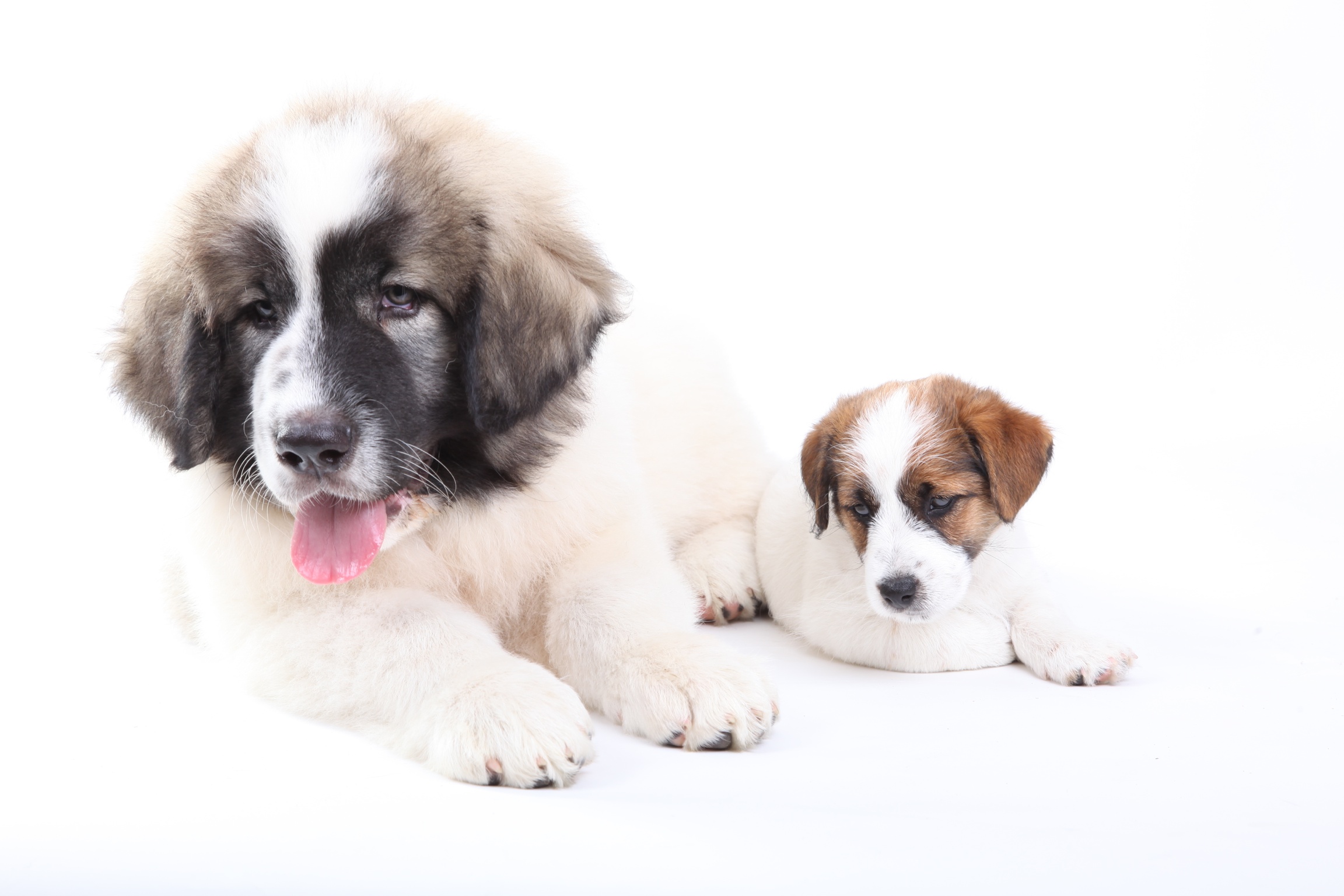 amenaza Fascinante corte largo Cuándo tengo que vacunar a mi cachorro - El blog de Arion