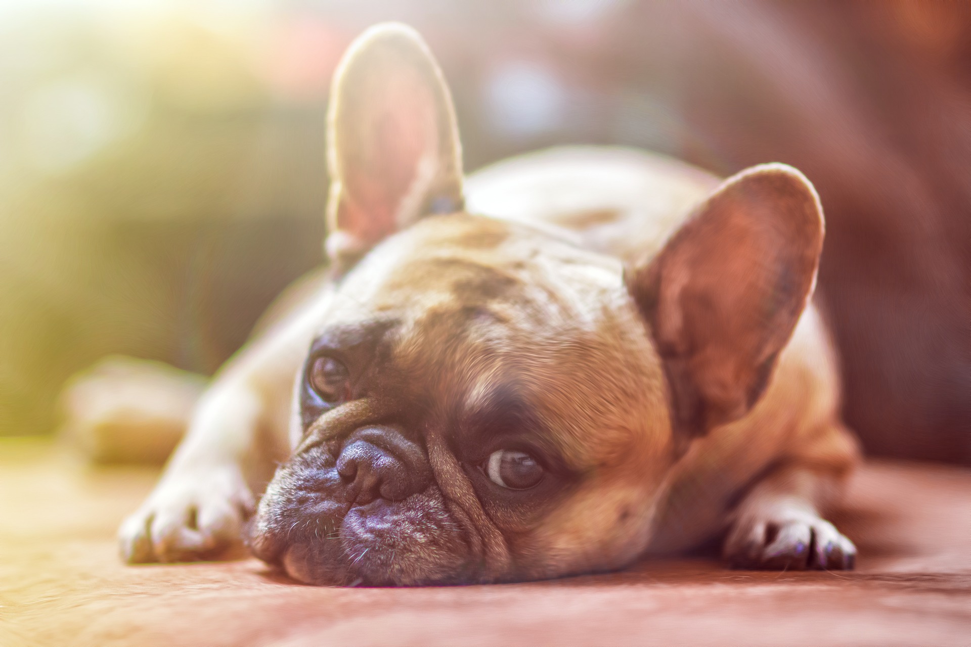 Sociedad Mitones mezcla Gases en el perro: causas y soluciones - El blog de Arion