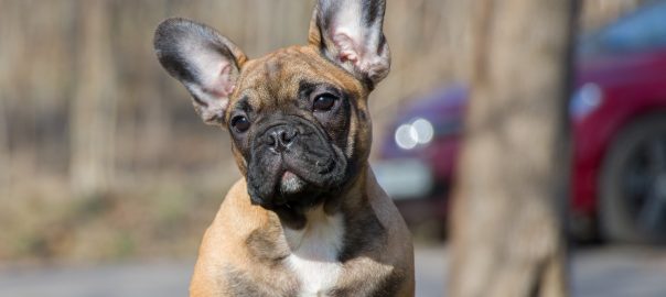 Bulldog francés, características y cuidados El blog de Arion