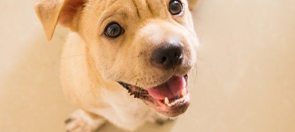 Doble dentadura en cachorros - El blog de Arion